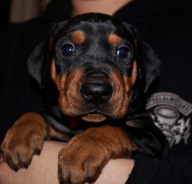 Pinscher * Xélanc Beauty Blitz 5 veckor